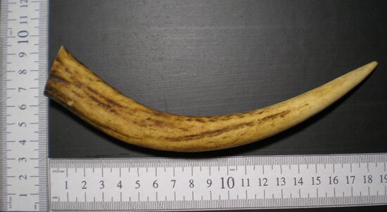 T 301